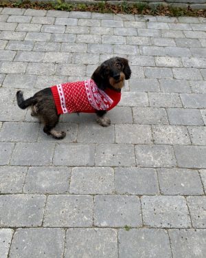 Hundens Julesweater rød nordisk Juletøj