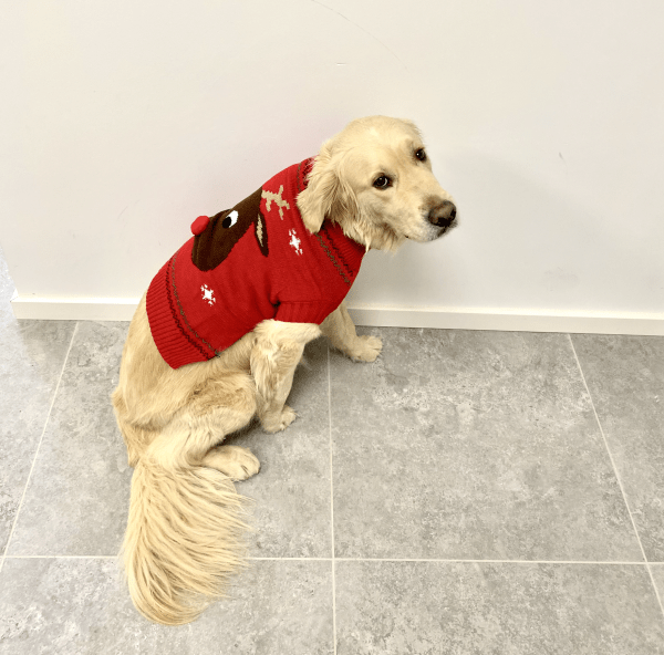 Hundens Julesweater – Rød med 3D Juletøj